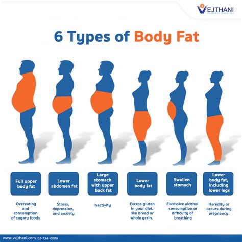 yellow bbw|Body Fat Types (Brown, White, Visceral) and Locations (Belly.